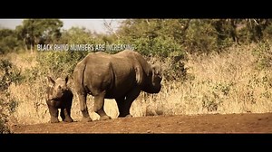 136K views · 6.3K reactions | C'est la Journée mondiale du rhinocéros...