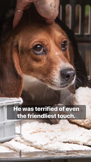 Rescued Laboratory Beagles: Stories of Hope and Healing