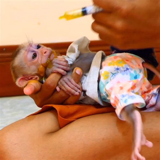 Spoil Monkey Jacky&jenny Are Very Hungry... . . . #reel #cute #animals #lovely #newbornbabymonkey #monkey | Cute Baby Monkey