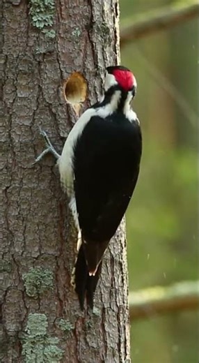 Listen Closely… The Woodpecker Is Working 🐦 #animals #wildlife #birds #nature #tree #forest #explore