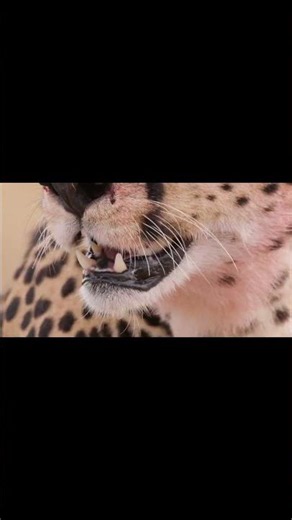 Why Cheetahs Can't Roar🐆
