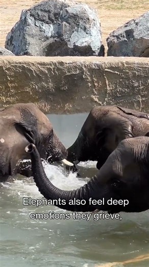 3 Incredible Elephant Facts 🐘 | Smartest & Most Emotional Animal | Animals video | Learn
