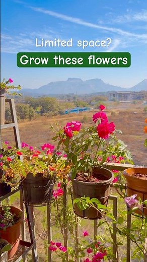 3 plants perfect for small balcony💚#shortsfeed #plants