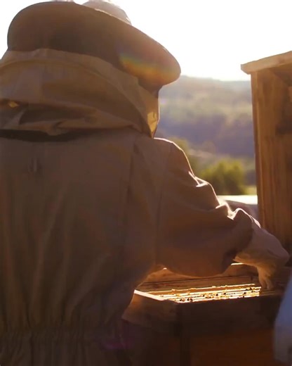 Most hive management myths focus on complicated rituals—but healthy bees need straightforward care: • Clean, well-ventilated hives • Regular checks for pests • Consistent record-keeping to catch issues early Forget the noise. Focus on these basics, and your bees will thrive. Ready to simplify your beekeeping? Try APiLOG and see how easy hive management can be #beekeeping #hiveinspections #modernbeekeeper #apilog #apiarymanagement #beekeepingapp #hiverecords Try a demo https://my.apilog.app/demo 