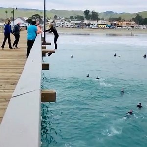 6K views · 413 reactions | Shortcut to the waves  ‍♀️‍♂️How we do it in Cayucos  : @ijakewisdom . . #cayucos #cayucospier #backflip #surfinglife #centralcoast #slocounty #centralcoastcalifornia #cayucosbeach #beachtown | Cayucos, CA | Facebook