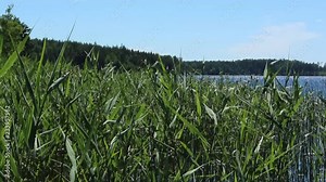 Reed blowing in the wind in a lake surrounded by forest. Slow camera panning, with the impression of slow motion.