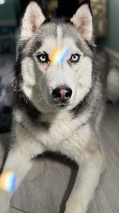 My husky talks so well! 😳⁣⁣ #huskies #siberianhusky #huskylife #huskytalk #huskylove #doglovers #cutedogs #talkingdogsofinstagram #talkingdog #funnydog #smartdog #dogseating #dogasmr #dogvideo #dogs #funnyvideo #funnydogvideos #huskiesofinstagram #dogsofinstagram | Itsplutoswrld