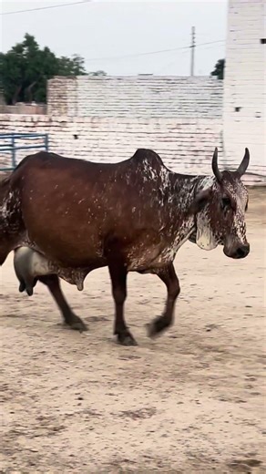 Sanwal cow
