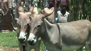 Nigeria’s donkey problem