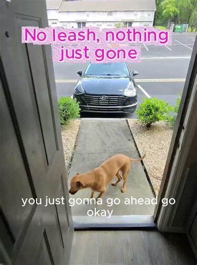Gotta go, gotta go, right now #pet #puppy #doggielife #funny #petsrule #pets