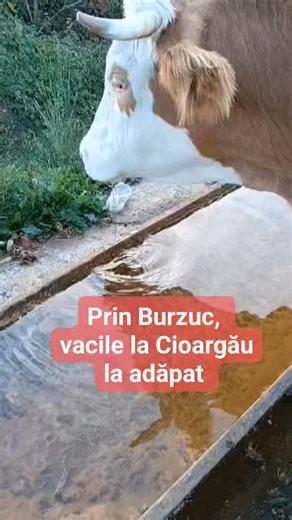 11K views · 315 reactions | Viața simplă din satul bihorean merită promovată! #ogradabihoreană #satulbihorean #Bihor #bihorenii #ogradapruncilor | Ograda pruncilor | Facebook