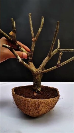 Amazing Coconut Shell Craft Idea! 🥥 | Simple & Pretty DIY #Shorts