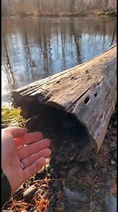 🦦 Baby Mink Peeks Out From the Riverside Log After Two Gentle TapsA young mink slowly pokes its head out after soft double knocks.#mink #river #wildlife #nature | Daily Bubbles