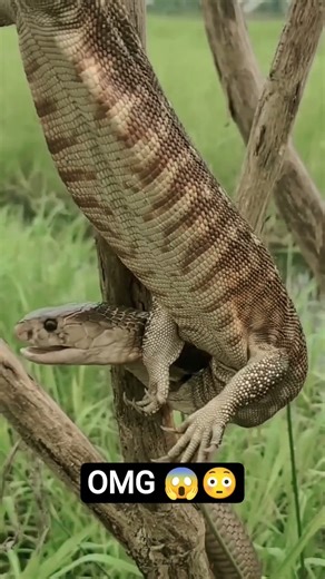 🐉🦎😳lizard snake fight #funny #shots