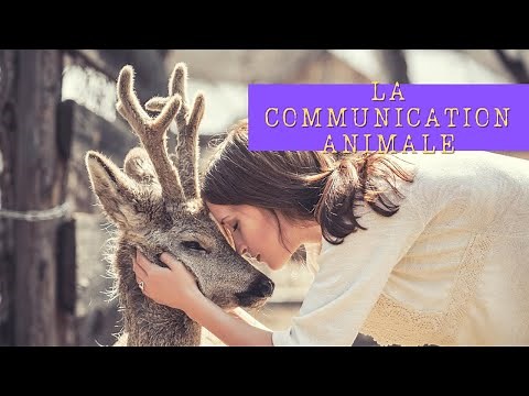 La communication ANIMALE : APPRENDRE à PARLER avec ton chat 🐱 (ou ton chien🐶)