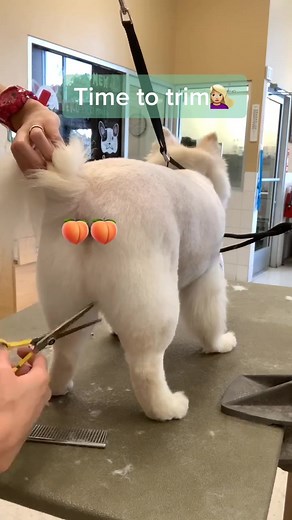 Pomeranian Asian Style Haircut Transformation