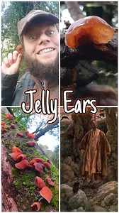 Natural Radiation Protection In A Biblical Mushroom! 🍄 #mushroom #bible #medicinalmushrooms #history | Home is where our heart is