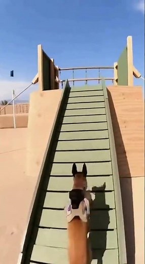 Military dog doing fast obstacle course #armydogtraining #soldierlife #workingdog