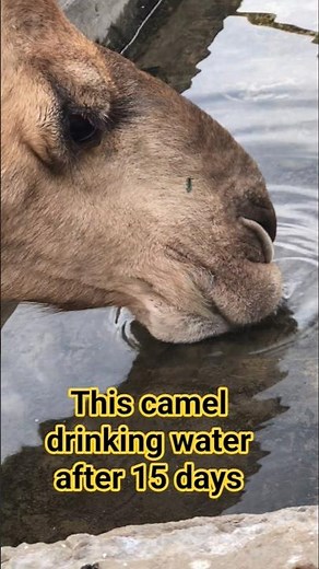 How Camels Survive in Desert | Camel Documentary | Oonth Family