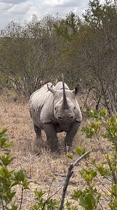 #RhinoFriday - a celebration of our majestic rhinos - enjoy this encounter with a critically endangered black rhino 🦏🤍 Rhinos, often seen as modern-day giants, actually share a deep evolutionary history that connects them to prehistoric times. Their ancestors date back over 50 million years, when they roamed alongside early mammals in diverse environments. This special creature must be protected at all costs, we can't allow rhinos to become the next dinos! #StopRhinoPoaching #ExtinctionIsForev