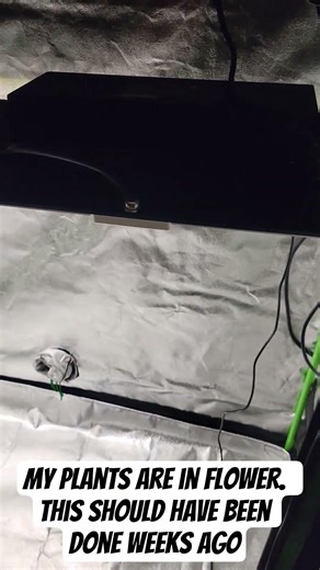 I Added A Second Light During Week 3 Of Flower... Just In Time