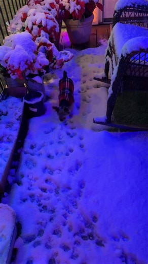 Your safety matters — every single day. Humbled to share the Heidi Duty Gun Safety app across all platforms. Built with love, purpose, and unwavering commitment to our Veterans, caregivers, and families. 💛🫡 📱 Download here: Apple: https://apps.apple.com/us/app/heidi-duty-gun-safety/id6754826531 Google Play: https://play.google.com/store/apps/details?id=com.solar2d.app.HD_Gun_Safe_Rev_2&hl=en_US APKPure: https://apkpure.net/heidi-duty-gun-safety/com.solar2d.app.HD_Gun_Safe_Rev_2 #heididutytime