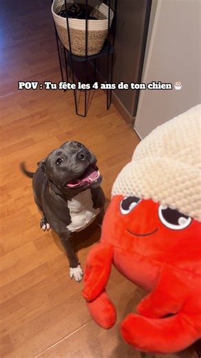 Célébration du 4ème anniversaire de mon chien
