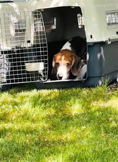 Fourteen rescued lab beagles took their first steps into freedom at an Airdrie backyard this week. The June 4 handoff marked the Alberta stop on a cross-border mission to save dogs once used in research.🎥 Watch the moment foster families met them #AirdrieDogs #HeroesRescueTour #BeagleRescue #FromLabToLove #discoverairdrie | AIR 106.1 FM