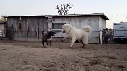 Great Pyrenees Attack Compilation