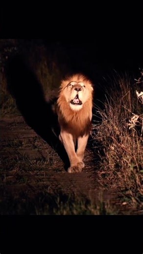 The Scariest sound in the world 😱 #lion #lionking #wildlife