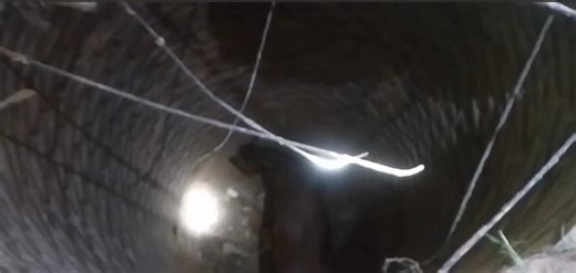 Caballo cayó en un pozo de 6 metros y resultó con heridas leves