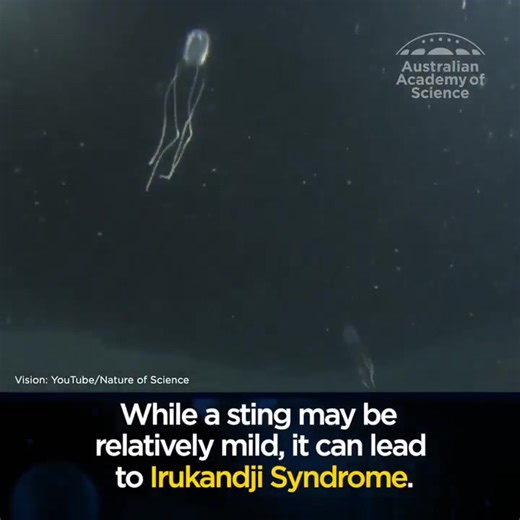 Heading to the beach over summer? Here's the rub. Jellyfish stings are painful and possibly fatal. On #WorldJellyfishDay, get in the know with this video ... | Australian Academy of Science