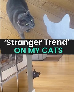 37K views · 876 reactions | Watch these cats get SPOOKED & PRANKED By Their mischievous owner   | Animal Antics | Facebook