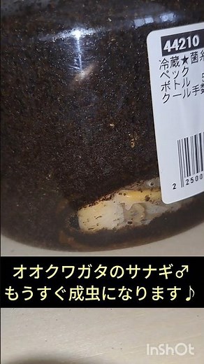 人工飼育したオオクワガタ達を紹介します♪