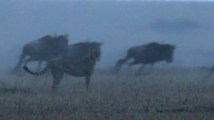 181K views · 3.8K reactions | When a cheetah looks to take down a wildebeest a fellow wildebeest comes in with a headbutt to save its life. #safariLIVE | National Geographic Animals | Facebook
