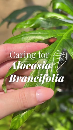 Discover the tips for nurturing this stunning beauty! 😍 Your Alocasia Brancifolia will thank you for the love and care with its breathtaking presence! 🌱❤️Fun fact🧐: Alocasia is widely known as the Elephant Ears plant and is popular for having the ability to produce large and ornamental foliage.#plantssgflora #gardencentre #plantsofinstagram #homegarden # #alocasia #caretips | Far East Flora