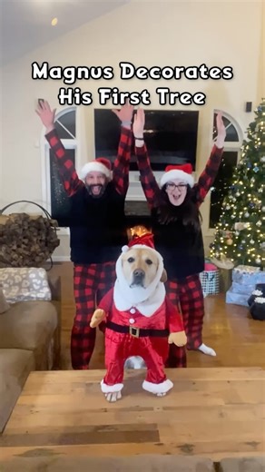 99K views · 1.1K reactions | My dog has his own Christmas tree!  #xmastree #happyholidays #labrador #dogsofinstagram #dog #yellowlab #dogsarefamily #familytime #labradorretriever | Magnus The Therapy Dog | Facebook