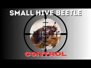 Hive Beetle Control