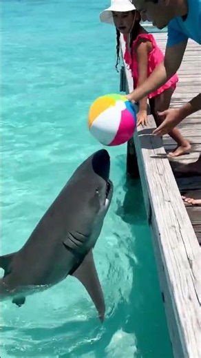 Kid Drops Ball... Shark Brings It Back!