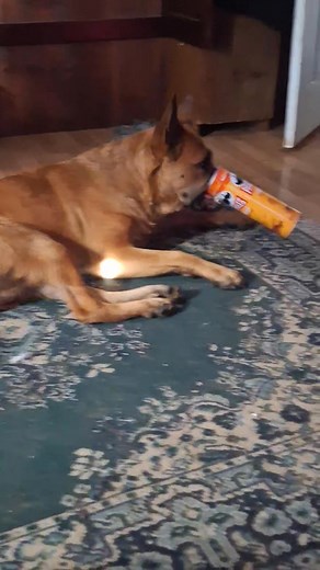 Ms. Mocha & her damn nose in everything🤣 | Kristine Stein