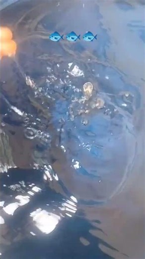 Blue Water Magic 💙🐟 Relaxing Fish View Mesmerizing Blue Water & Fish 🐠✨#blue #tank #water #fish 🦈❤️