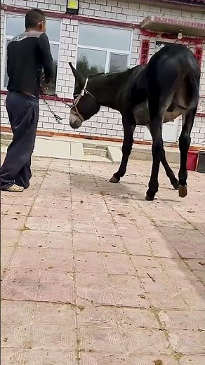 Funniest Donkey Ever Donkey Training the fun way 169