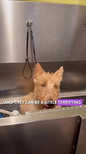 1.7K views · 81 reactions | Grooming these Scottish Terrier Puppies #dog #dogs #puppies | It’s Mike TV | Facebook