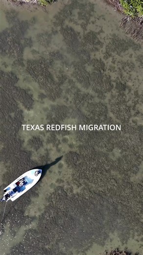 Mastering Redfish on Fly: Tips and Techniques