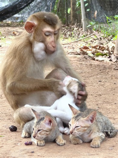 Funny Baby Monkey with Clever Dollar Trick