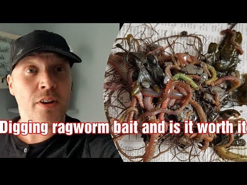 How to dig ragworm for bait