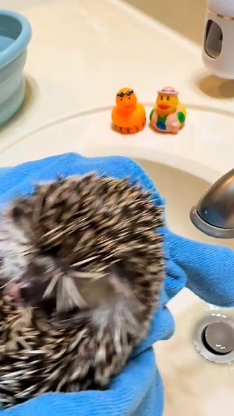 Hedgehog Taking a Bath: Cute and Clean!