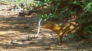 19M views · 20 reactions | One of the most deadly snakes in the world meets his worst enemy. #AnimalFightNight | National Geographic Animals | Facebook