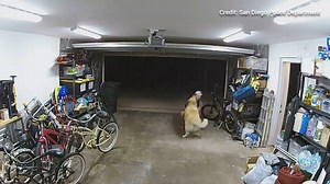 491K views · 4.4K reactions | WATCH: Burglar takes break from robbing home to cozy up with overly friendly family dog. The full story that's going viral. https://trib.al/EthgDBB | Fox News | Facebook