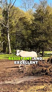 Gentle giants of Italy — the Chianina stands tallest, grows fastest, and delivers premium world-class beef.🇮🇹🐂 #Chianina #CattleBreed #CultivatingKnowledge | Cultivating Knowledge